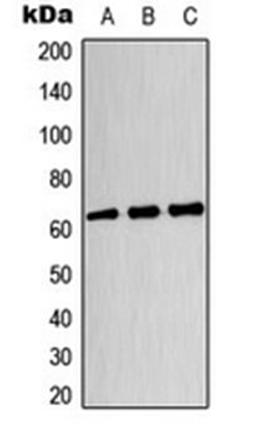 Western blot analysis of HeLa (Lane 1), U87MG (Lane 2), HT29 (Lane 3) whole cell lysates using CRMP3 antibody