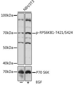 Western blot - Phospho-RPS6KB1-T421/S424 pAb (AP1106)