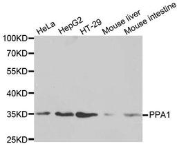 Western blot analysis of extracts of various cell lines using PPA1 antibody