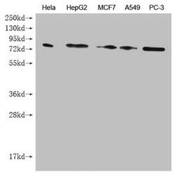 Western Blot. Positive WB detected in: Hela whole cell lysate, HepG2 whole cell lysate, MCF7 whole cell lysate, A549 whole cell lysate, PC-3 whole cell lysate . All lanes: SMURF1 antibody at 1:1000. Secondary. Goat polyclonal to mouse IgG at 1/50000 dilution. Predicted band size: 86 kDa. Observed band size: 86 KDa. Exposure time:5min