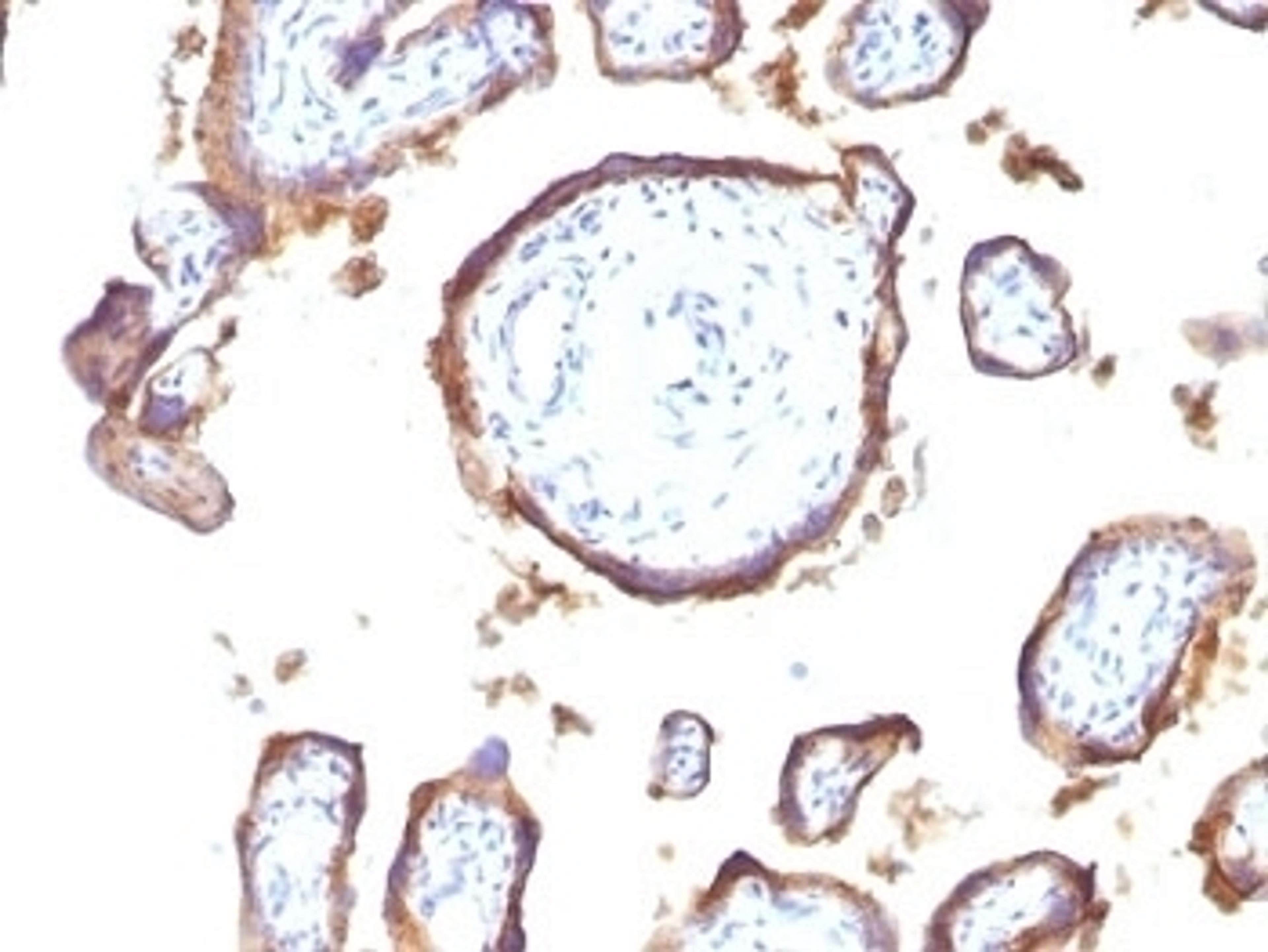 Formalin-fixed, paraffin-embedded human placenta stained with EGFR antibody (GFR1195).