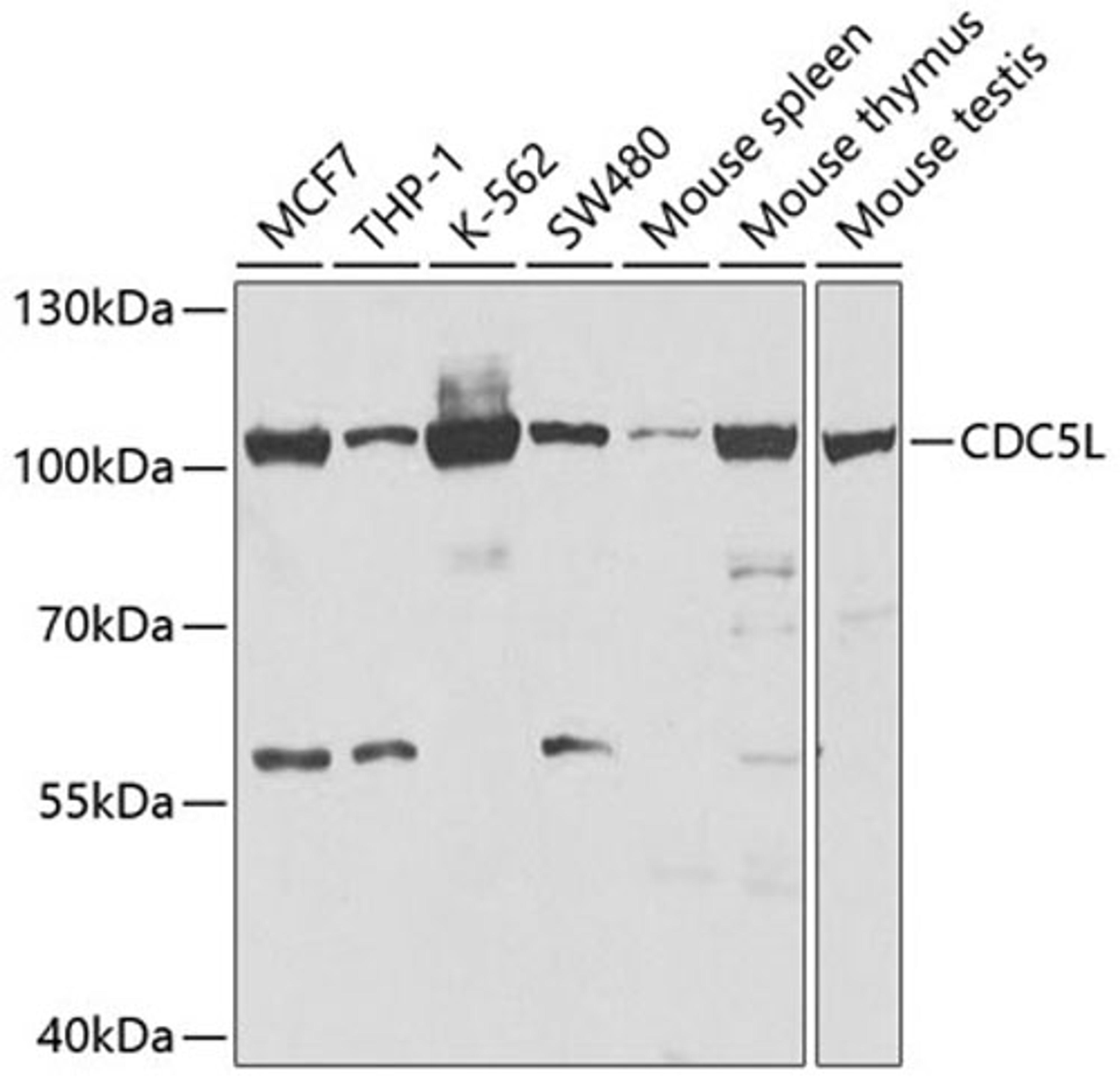 Western blot - CDC5L antibody (A5560)