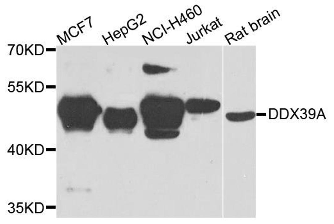 Western blot analysis of extracts of various cells using DDX39A antibody