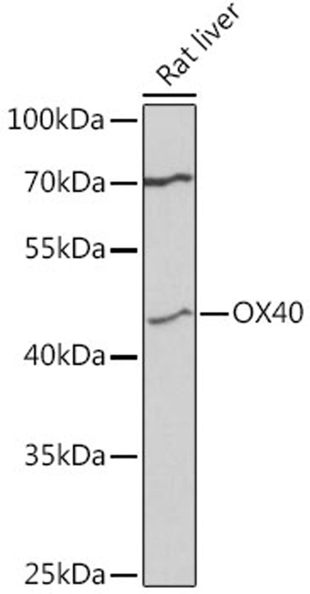 Western blot - OX40 antibody (A3646)