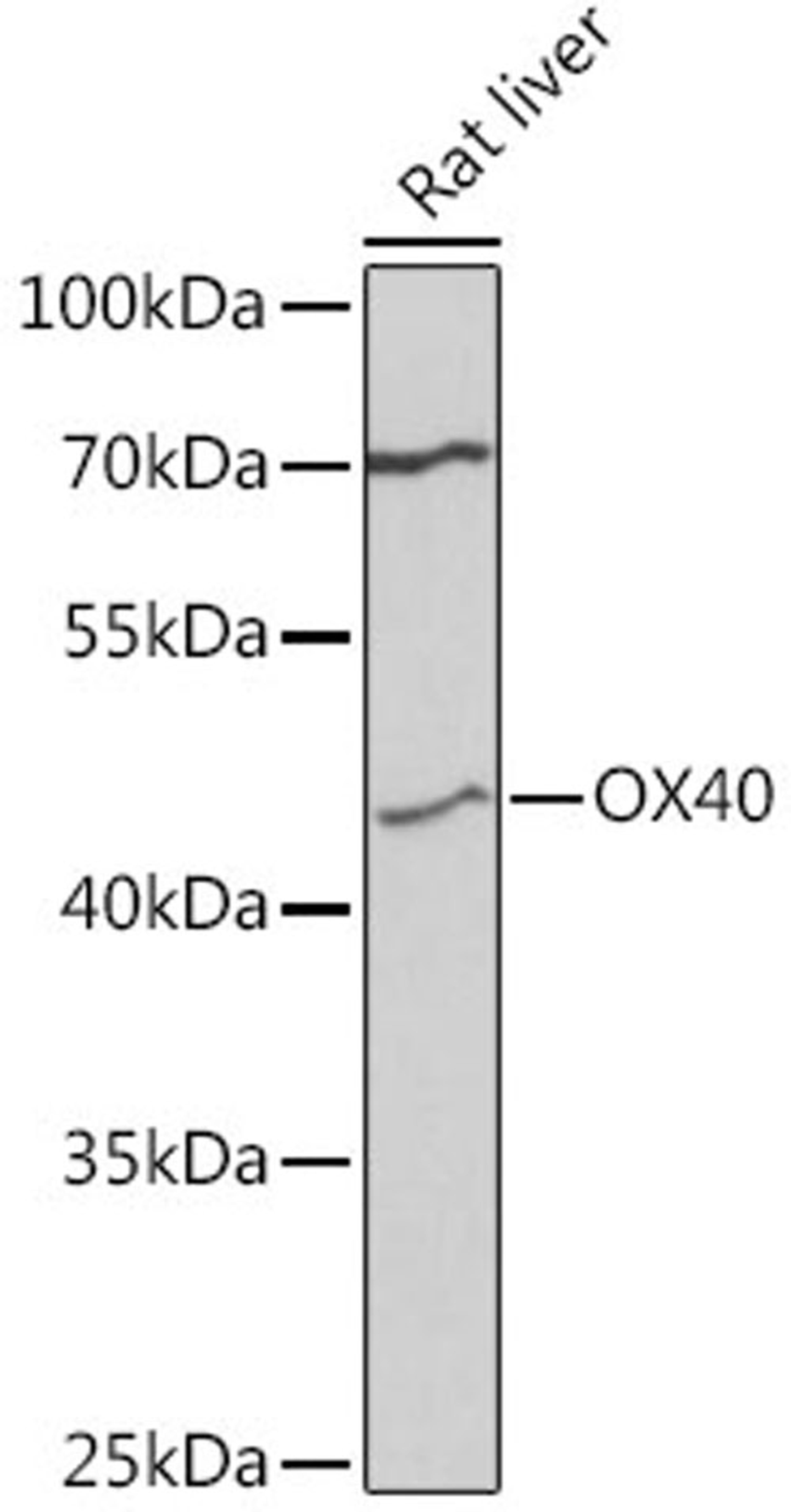 Western blot - OX40 antibody (A3646)