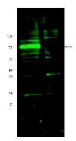 Western blot analysis of 3T3 cell lysate (lane 1) and control 3T3 cell lysate (lane 2) were separated by 4-20% SDS-PAGE and transferred onto nitrocellulose using HIF3 alpha antibody