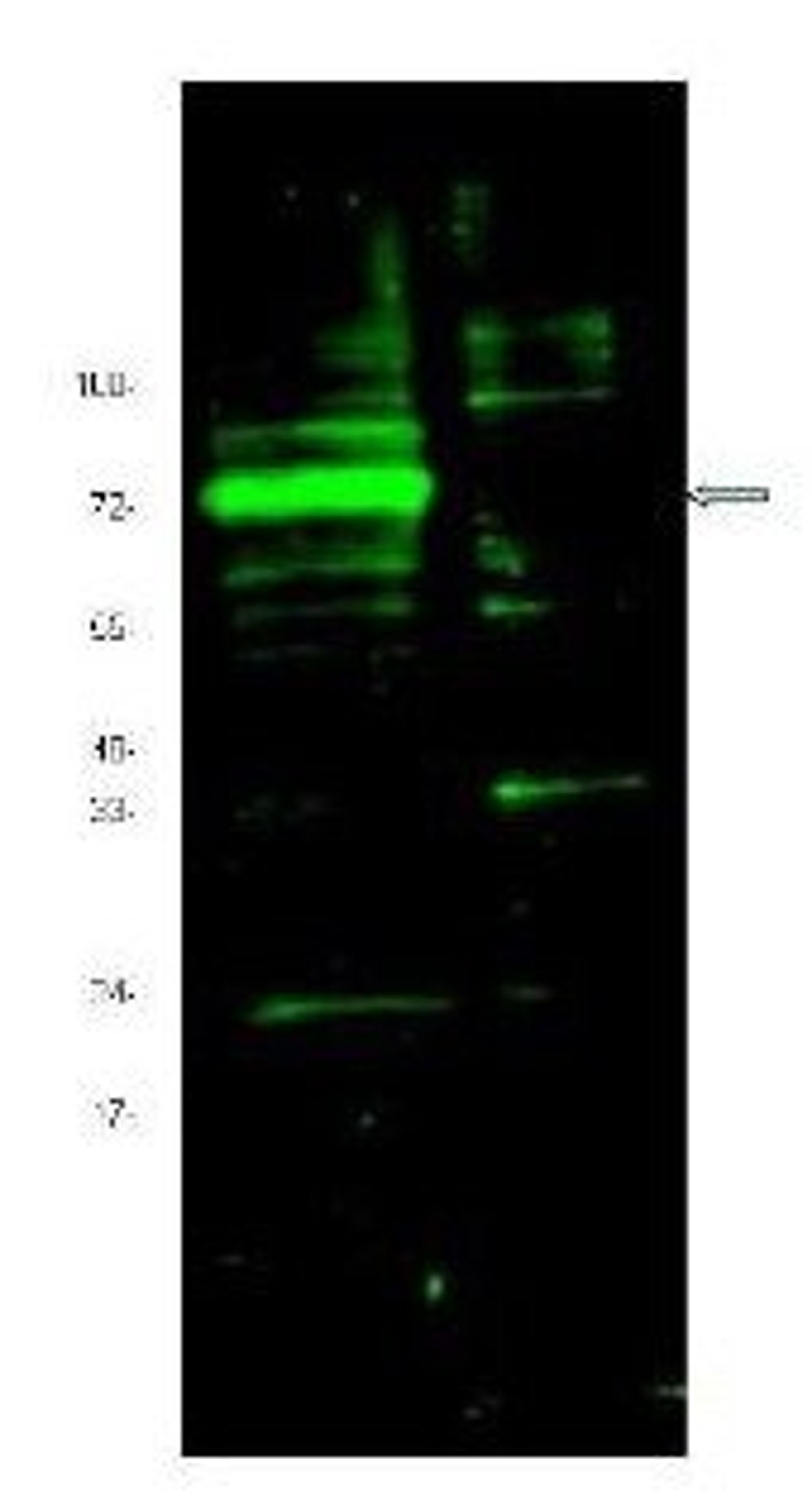 Western blot analysis of 3T3 cell lysate (lane 1) and control 3T3 cell lysate (lane 2) were separated by 4-20% SDS-PAGE and transferred onto nitrocellulose using HIF3 alpha antibody