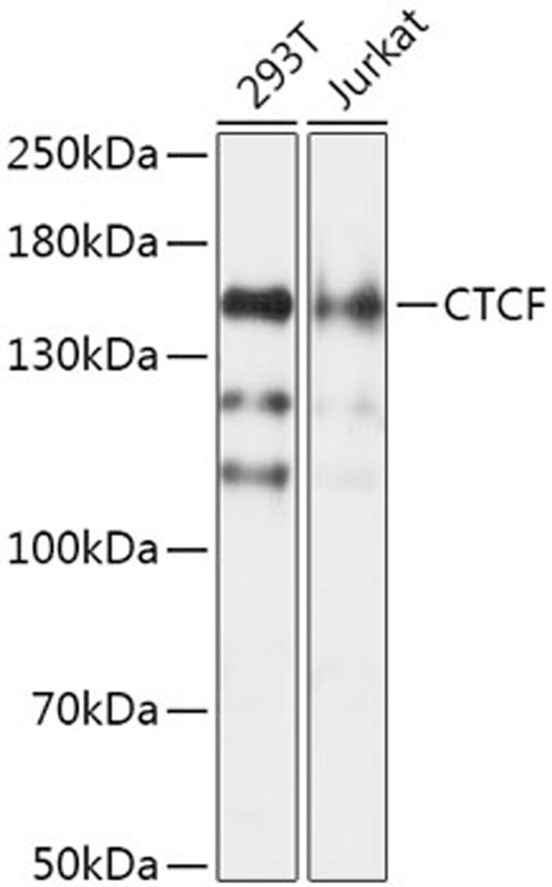 Western blot - CTCF antibody (A1133)