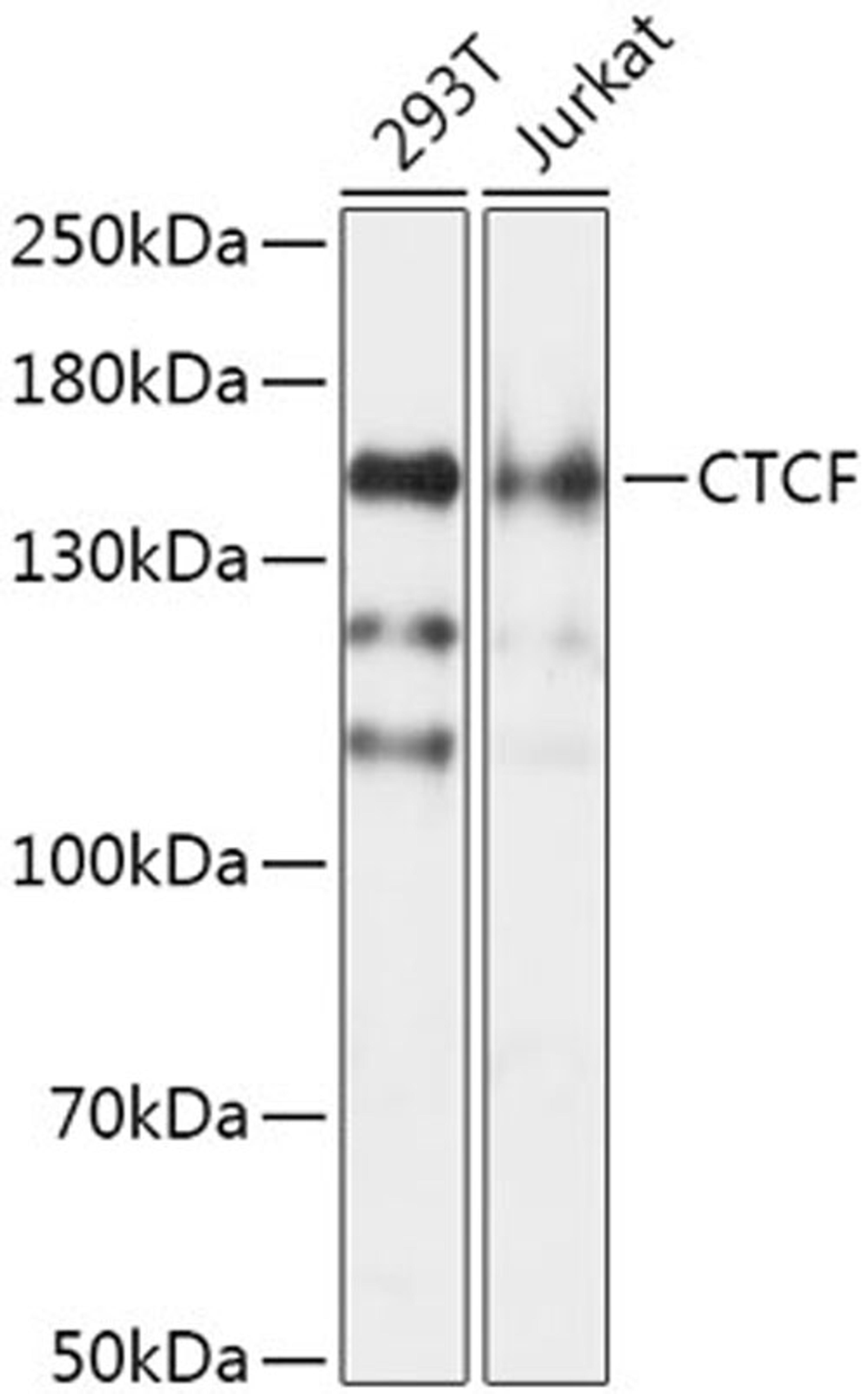 Western blot - CTCF antibody (A1133)