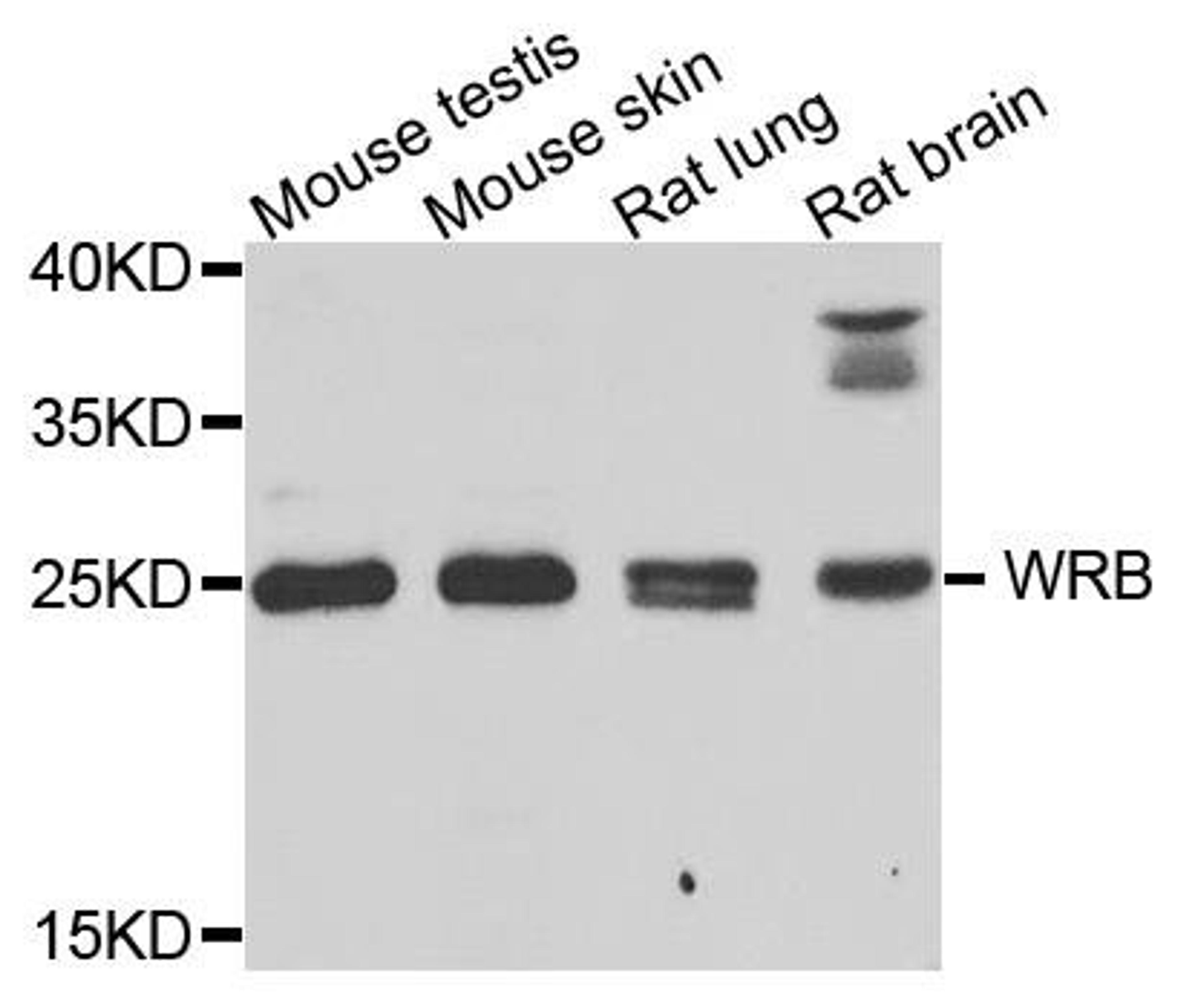 Western blot analysis of extracts of various cells using WRB antibody