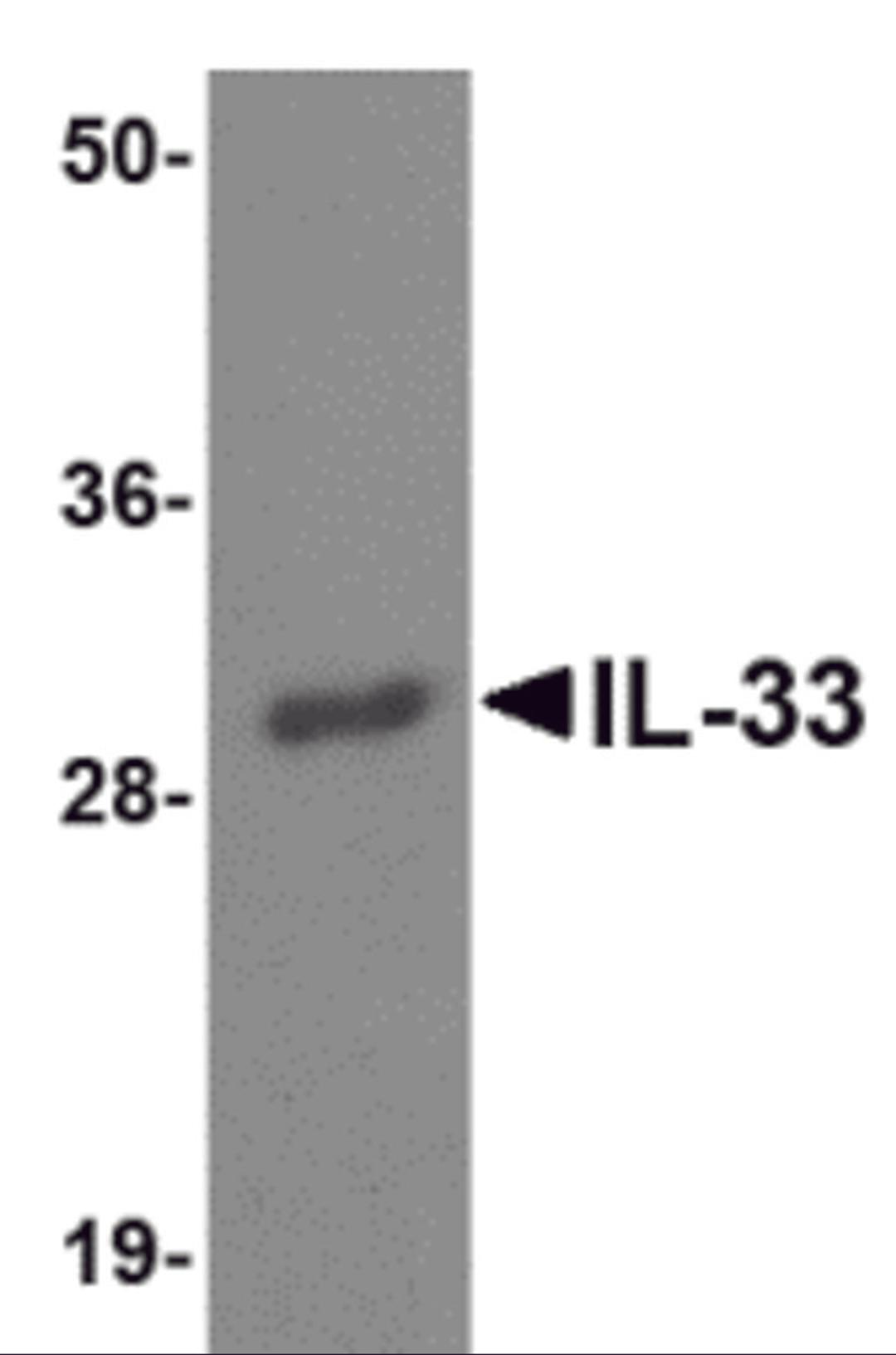 Western blot analysis of IL-33 using 125ng of recombinant IL-33 with IL-33 antibody at 1 &#956;g/mL.