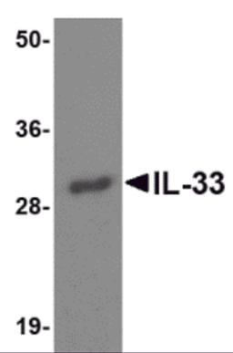 Western blot analysis of IL-33 using 125ng of recombinant IL-33 with IL-33 antibody at 1 μg/mL.
