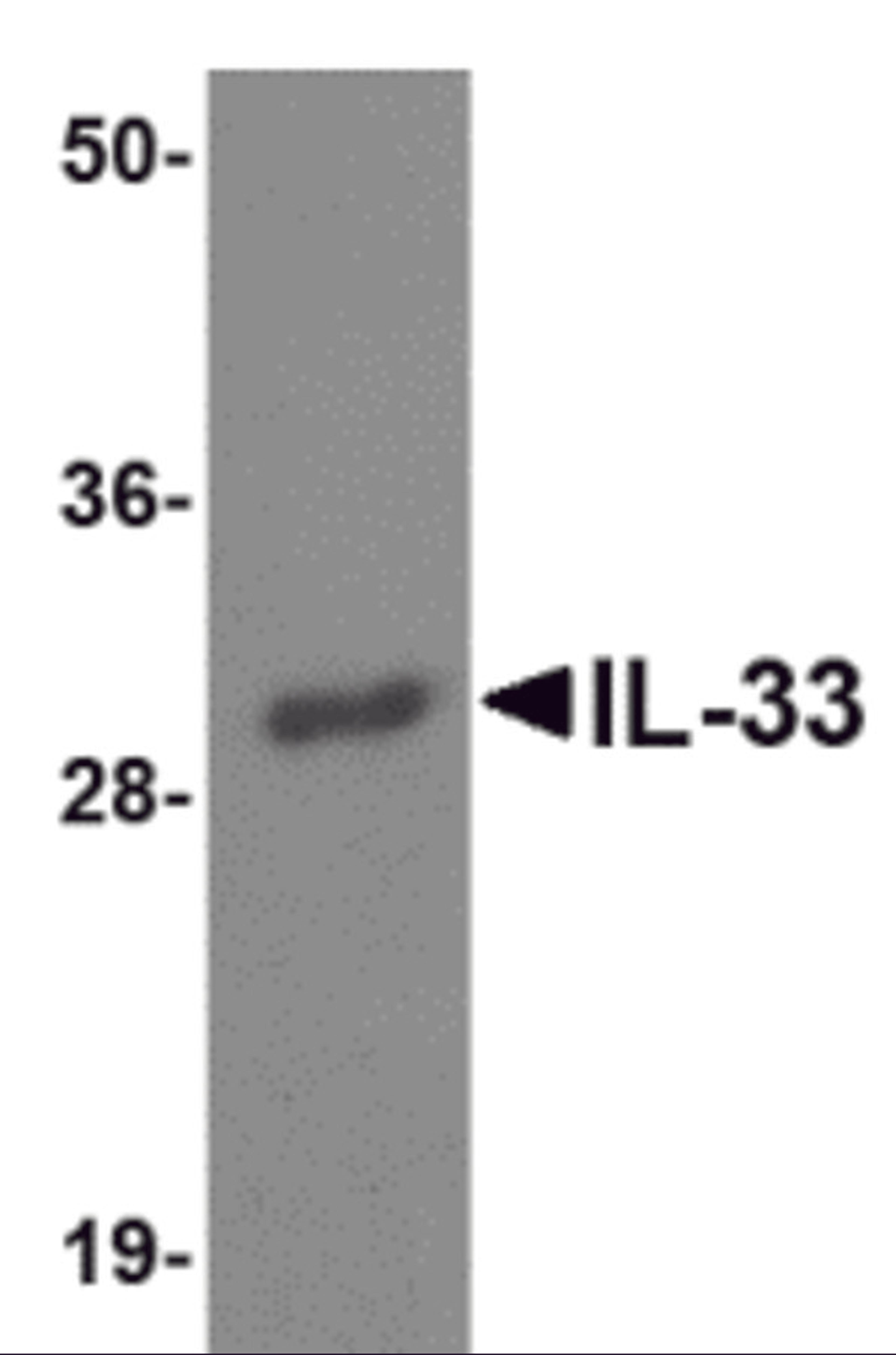Western blot analysis of IL-33 using 125ng of recombinant IL-33 with IL-33 antibody at 1 μg/mL.