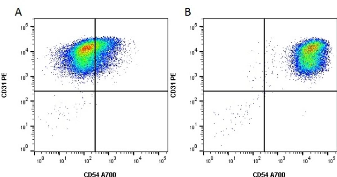 Figure A. Cells stained with Mouse anti Human CD31 and Mouse anti Human CD54