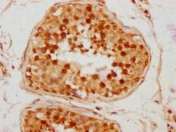 IHC image of CSB-PA688972LA01HU diluted at 1:300 and staining in paraffin-embedded human testis tissue performed on a Leica BondTM system. After dewaxing and hydration, antigen retrieval was mediated by high pressure in a citrate buffer (pH 6.0). Section was blocked with 10% normal goat serum 30min at RT. Then primary antibody (1% BSA) was incubated at 4°C overnight. The primary is detected by a biotinylated secondary antibody and visualized using an HRP conjugated SP system.