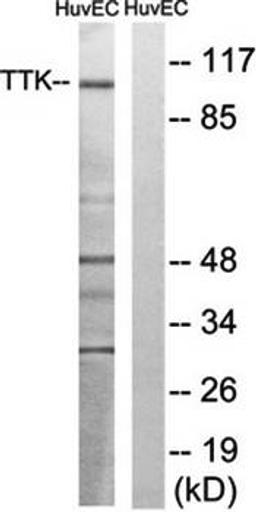 Western blot analysis of extracts from HUVEC cells using TTK antibody