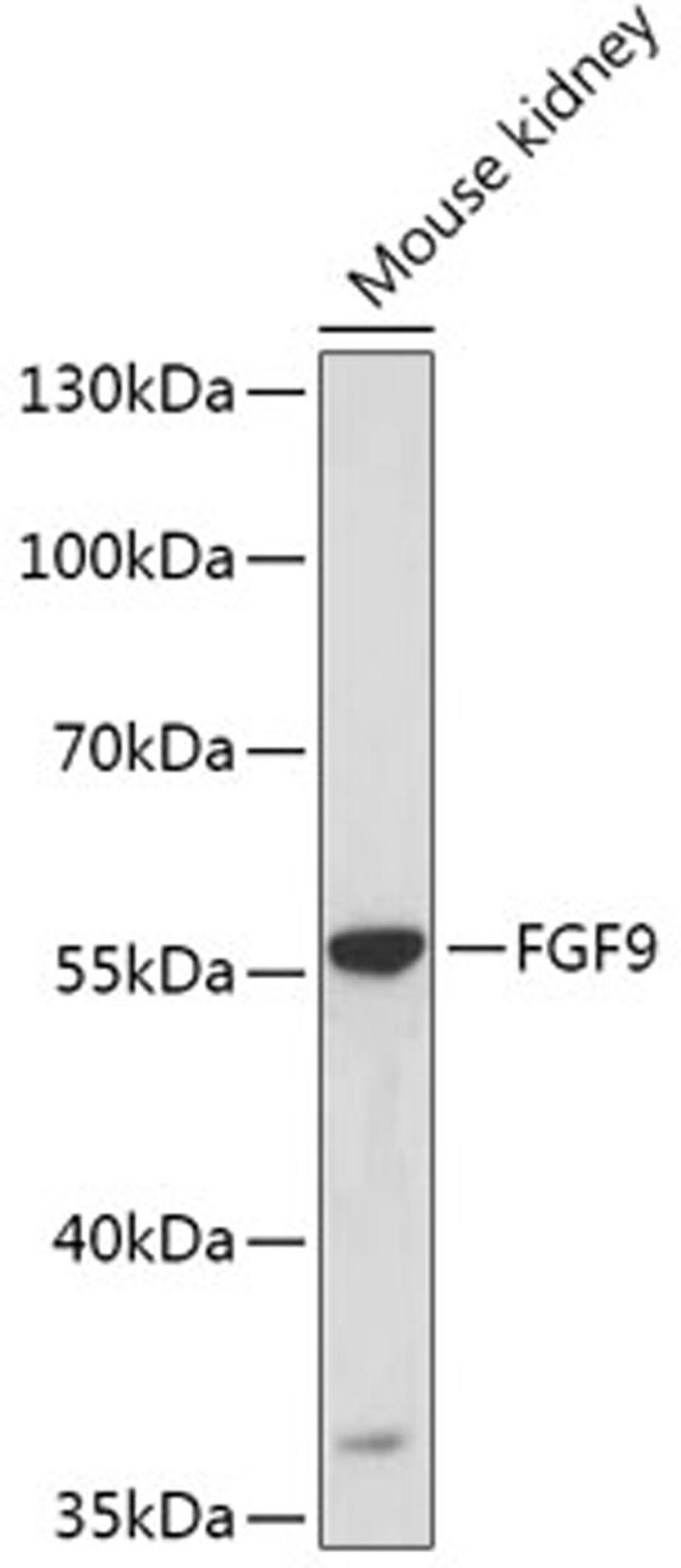 Western blot - FGF9 antibody (A6374)