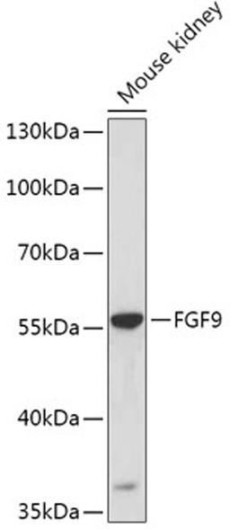 Western blot - FGF9 antibody (A6374)