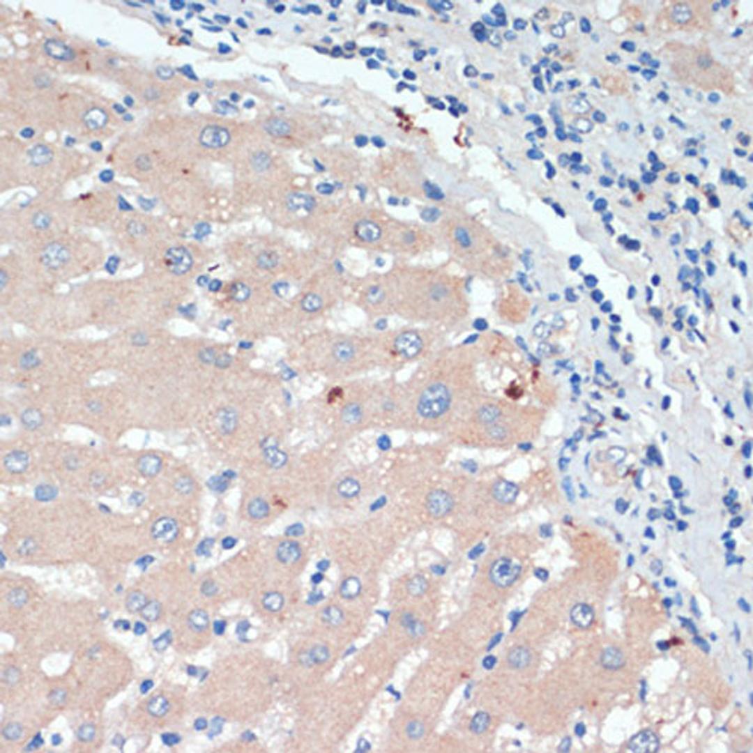 Immunohistochemistry - DBH antibody (A13971)