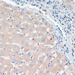 Immunohistochemistry - DBH antibody (A13971)
