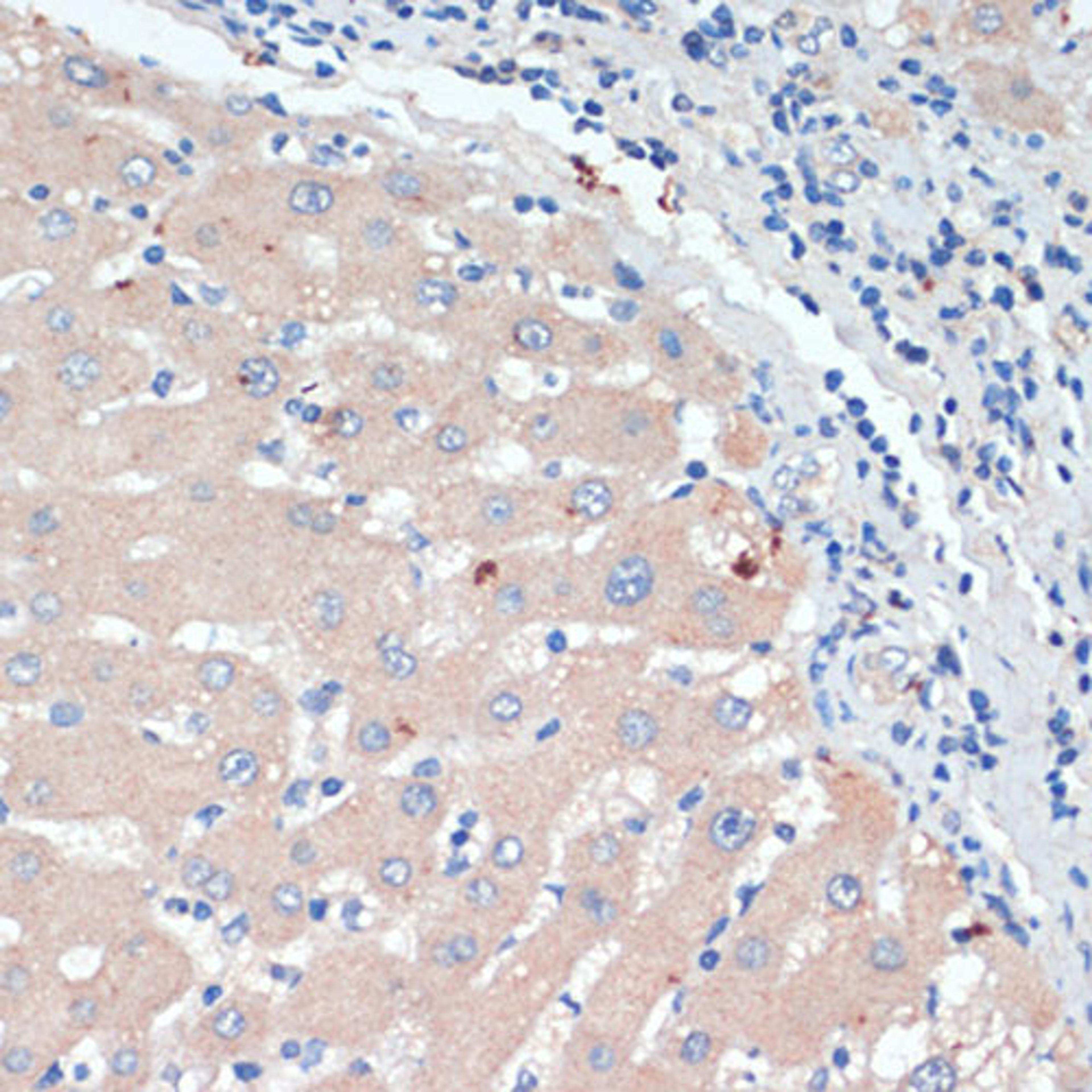 Immunohistochemistry - DBH antibody (A13971)