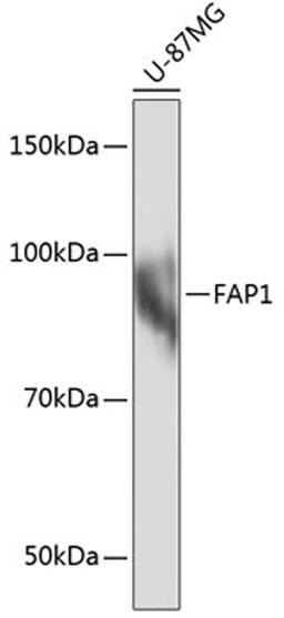 Western blot - FAP1 Rabbit mAb (A11572)