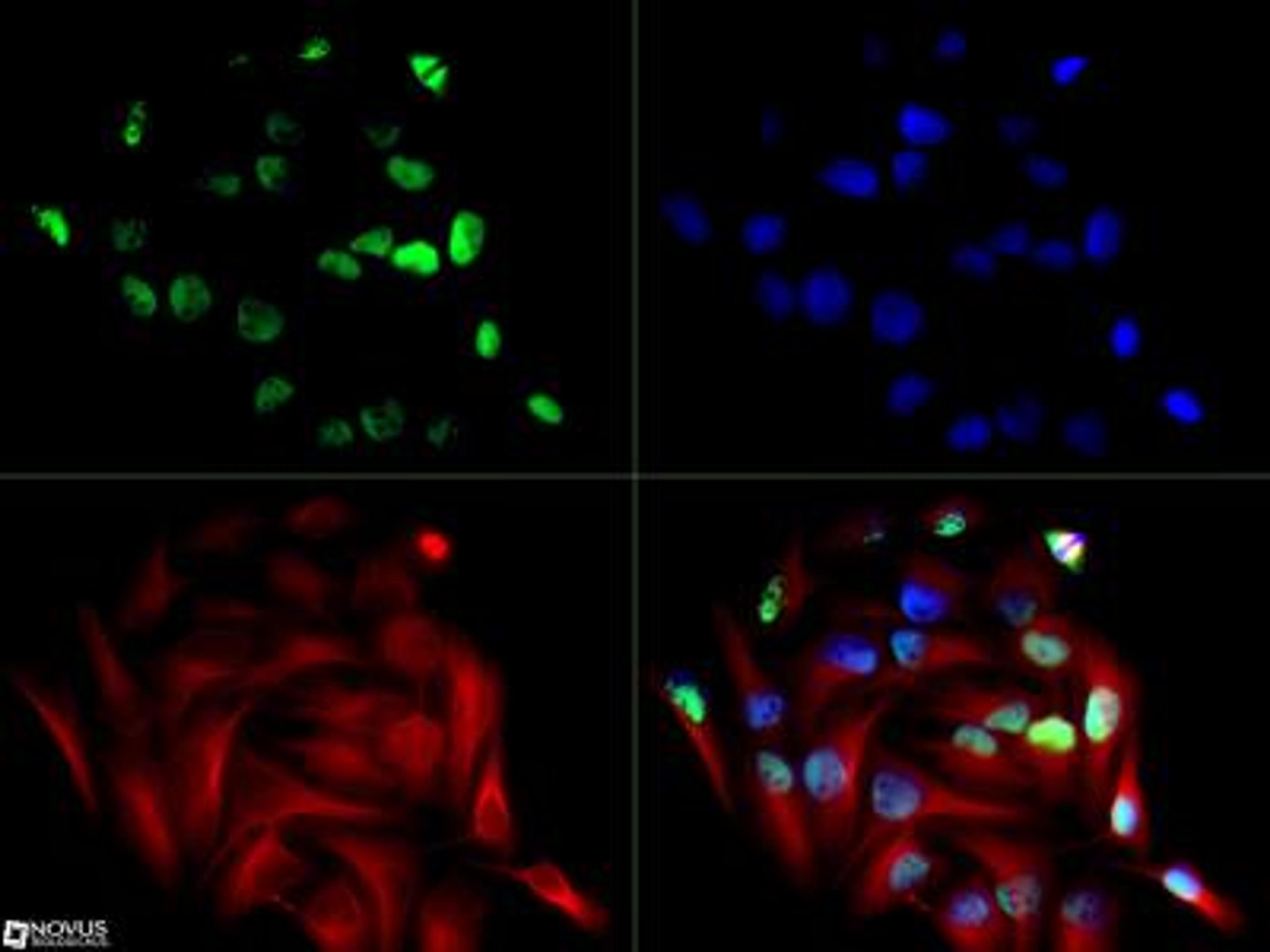 Immunocytochemistry/Immunofluorescence: NSP 5 alpha 3 alpha Antibody [NB100-517] - The NSP 5 alpha 3 antibody was tested in Hela cells at a 1:250 dilution against Dylight 488 (Green). Alpha tubulin and nuclei were counterstained with Dylight 550 (Red) and DAPI (Blue), respectively.