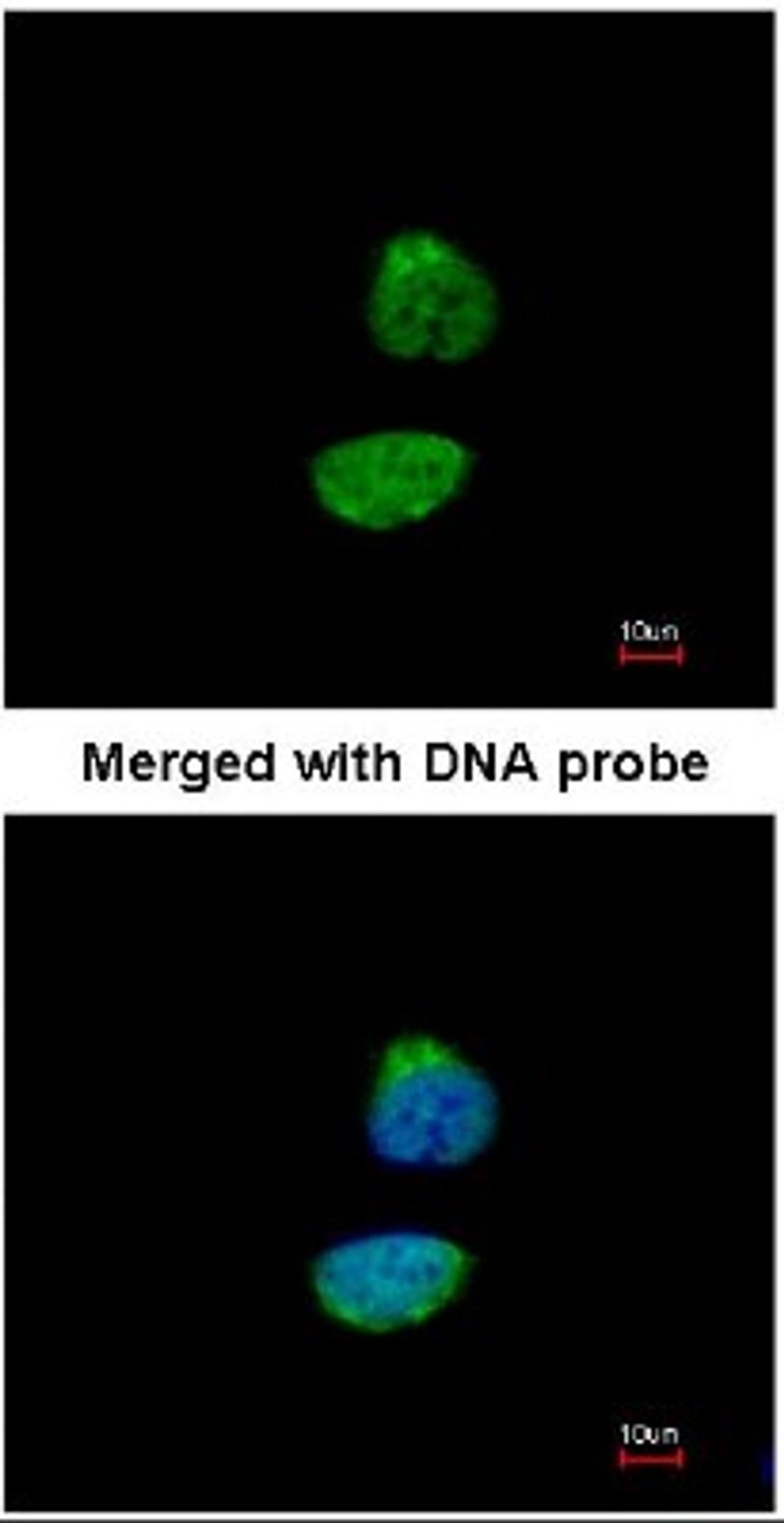 Immunocytochemistry/Immunofluorescence: Cyclin A2 Antibody [NBP1-31330] - Analysis of HeLa, using NBP1-31330 antibody at 1:200 dilution.