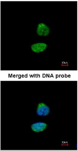 Immunocytochemistry/Immunofluorescence: Cyclin A2 Antibody [NBP1-31330] - Analysis of HeLa, using NBP1-31330 antibody at 1:200 dilution.