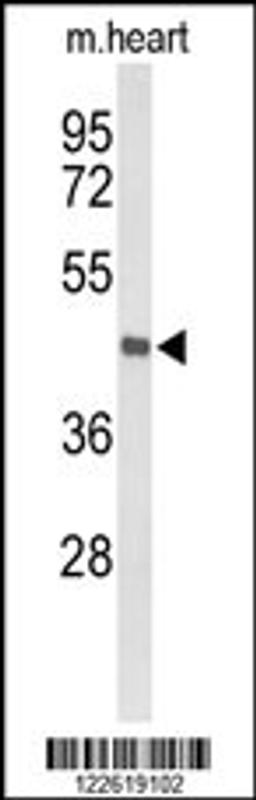 Western blot analysis of DBC1 Antibody in mouse heart tissue lysates (35ug/lane)