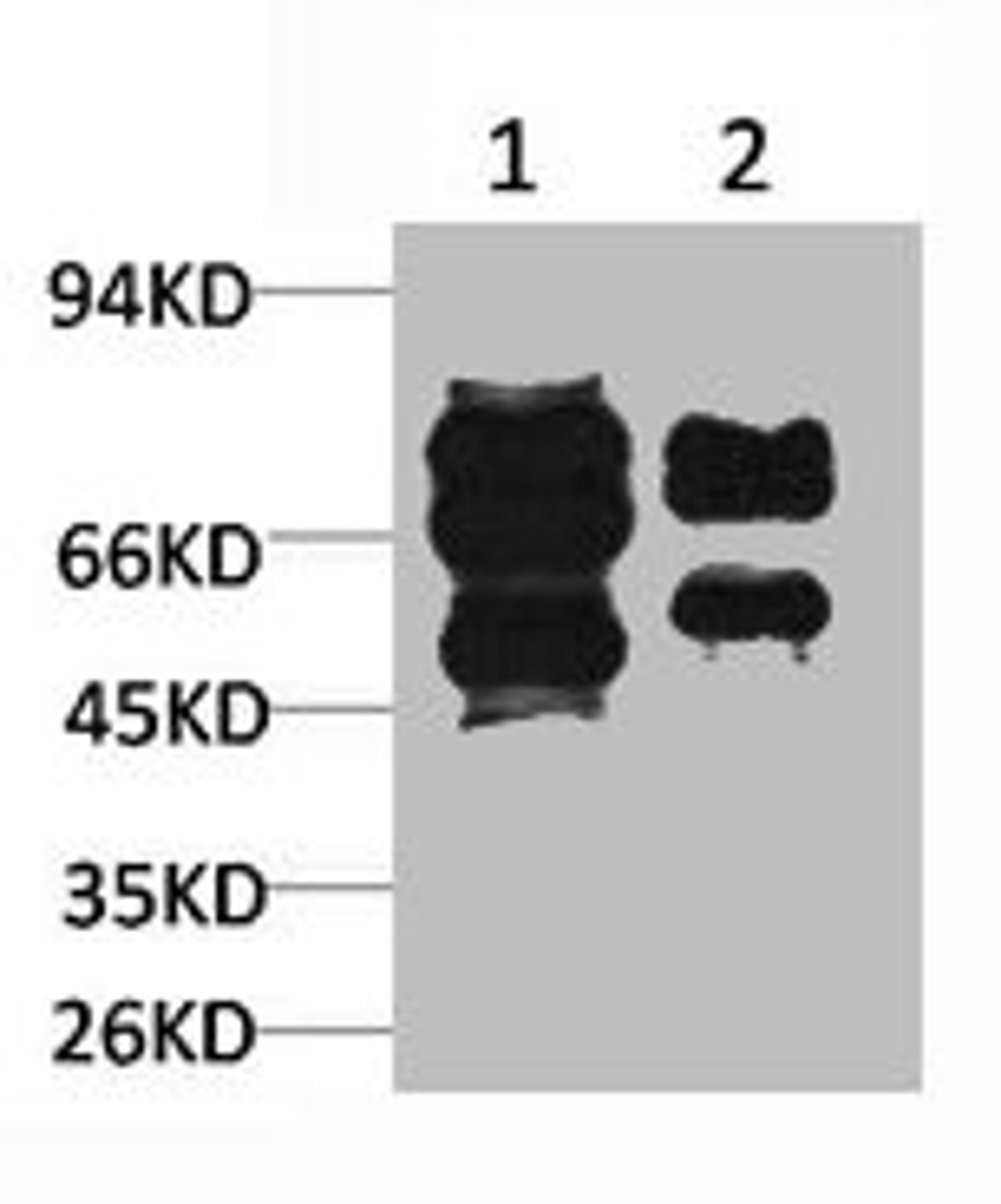 Western blot analysis of 1) Mouse Brain Tissue, 2)Rat Brain Tissue with GABA A Receptor γ2 Rabbit pAb diluted at 1:2,000.