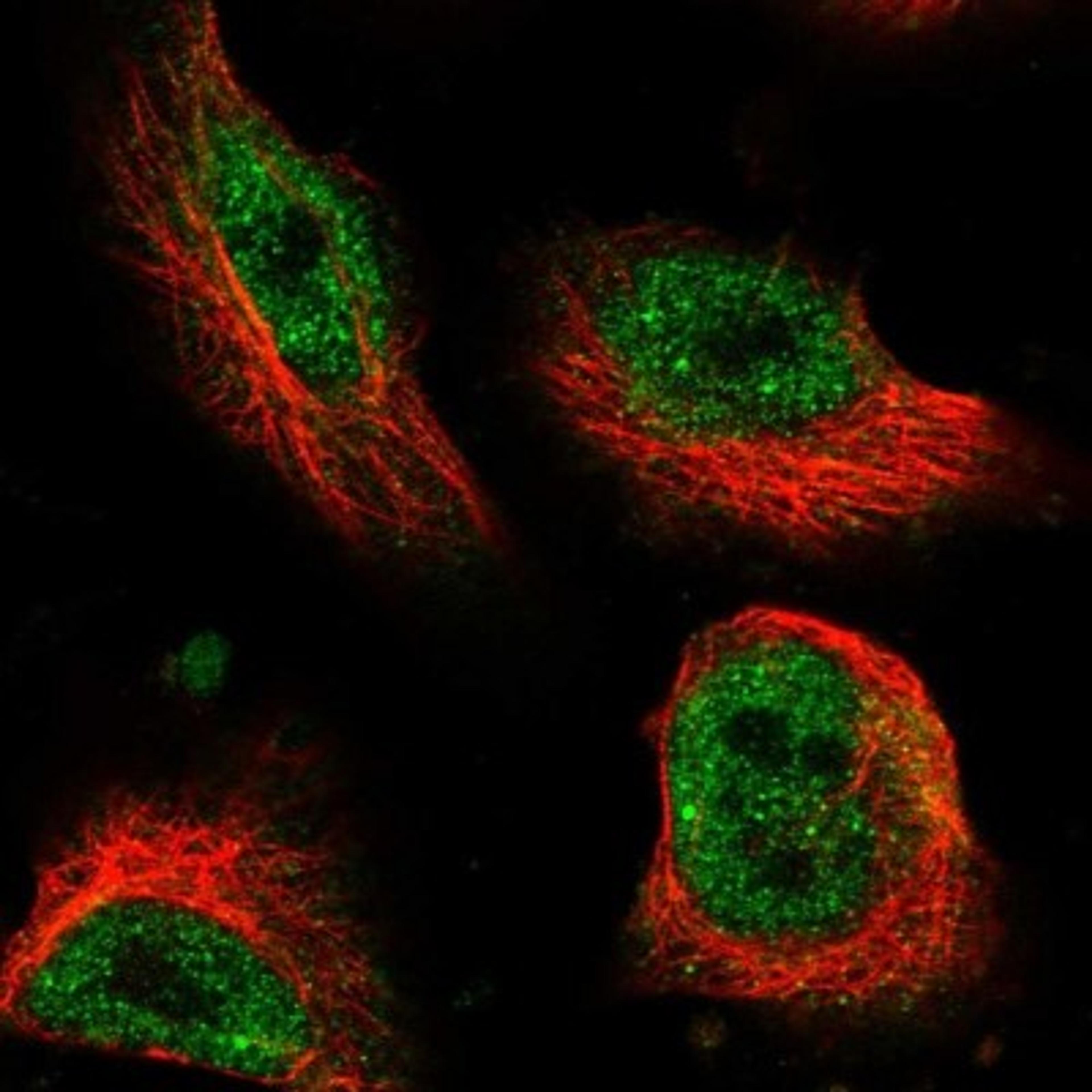 Immunocytochemistry/Immunofluorescence: ARMC3 Antibody [NBP1-85394] - Staining of human cell line U-251 MG shows positivity in nucleus but not nucleoli.