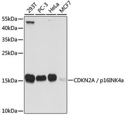 Western blot - CDKN2A / p16INK4a antibody (A0262)