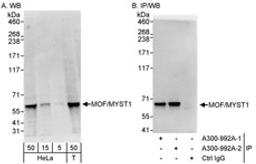 Detection of human MOF/MYST1 by western blot and immunoprecipitation.