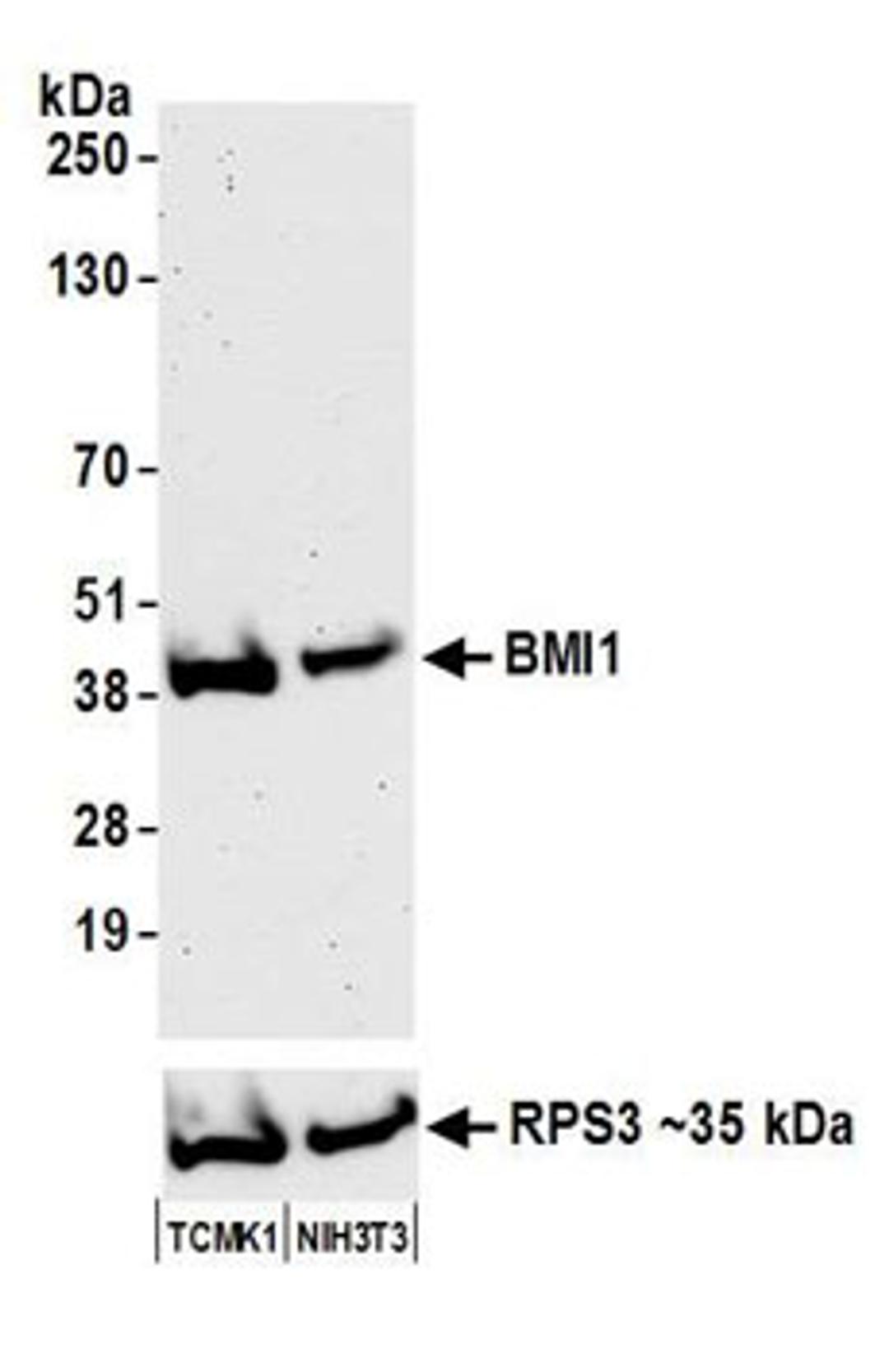 Detection of mouse BMI1 by western blot.