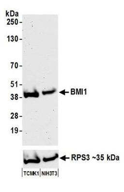 Detection of mouse BMI1 by western blot.