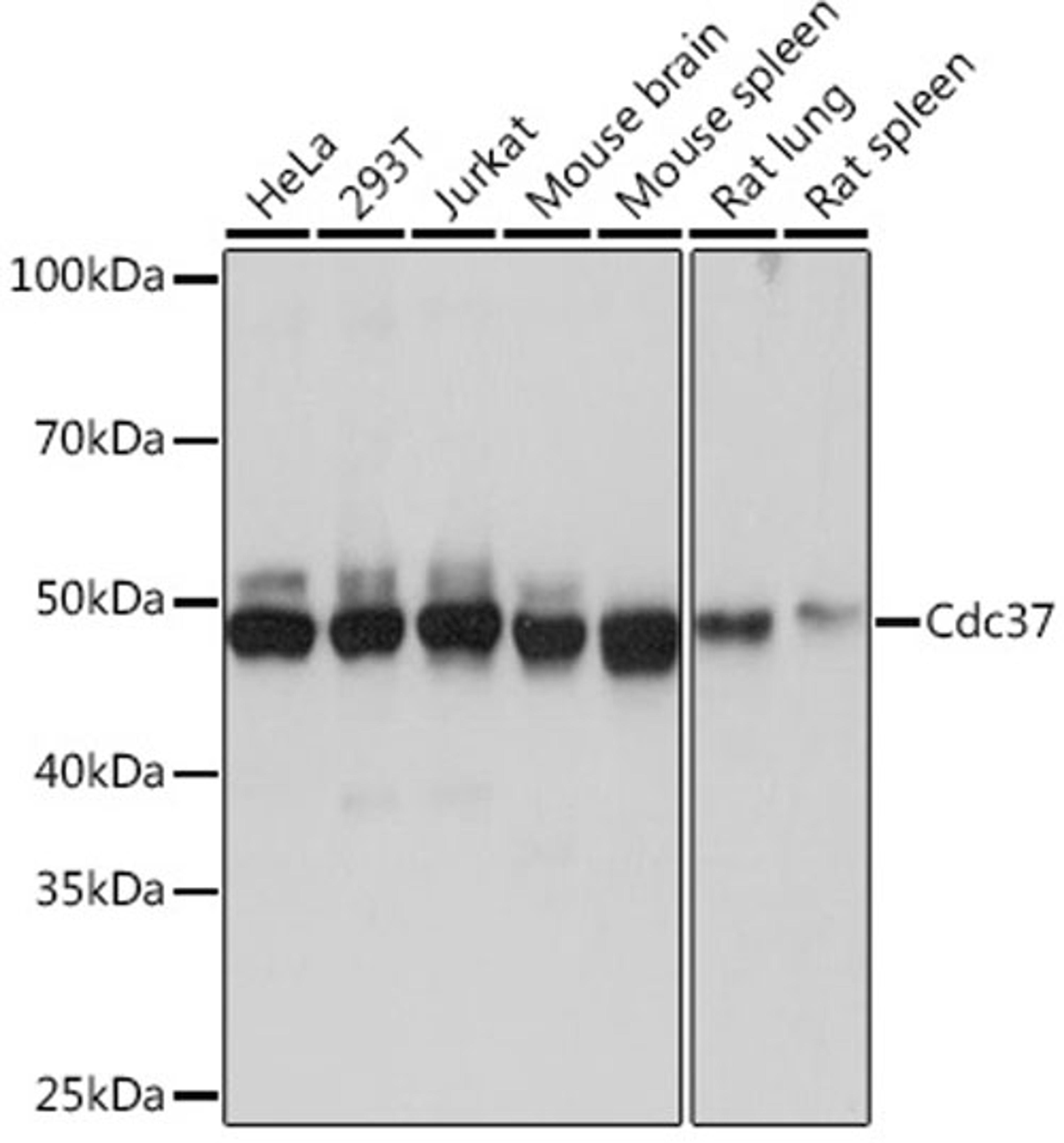 Western blot - Cdc37 Rabbit mAb (A4582)