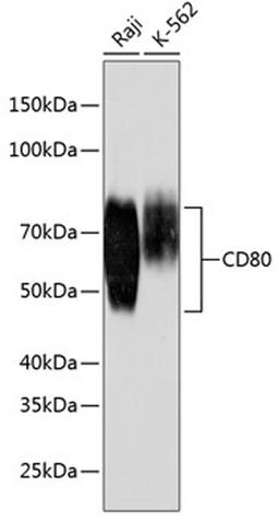 Western blot - CD80 antibody (A19025)