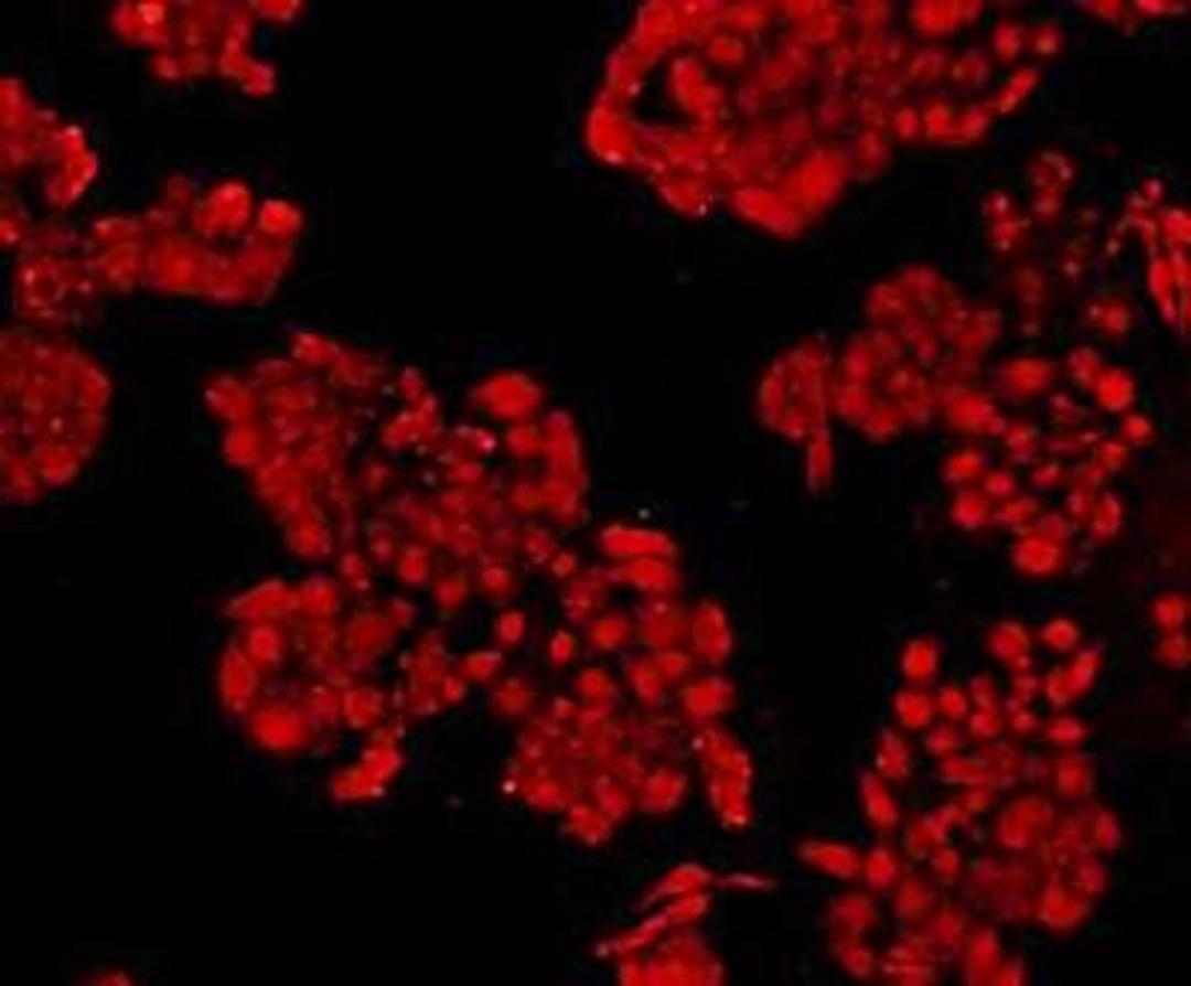 Immunofluorescent staining of HepG2 (red) Cells using NFkB p105 / p50 antibody