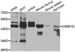 Western blot analysis of extracts of various cell lines using CAMK1D antibody