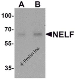 Western blot analysis of NELF in Hela cell lysate with NELF antibody at (A) 1 and (B) 2 μg/mL.