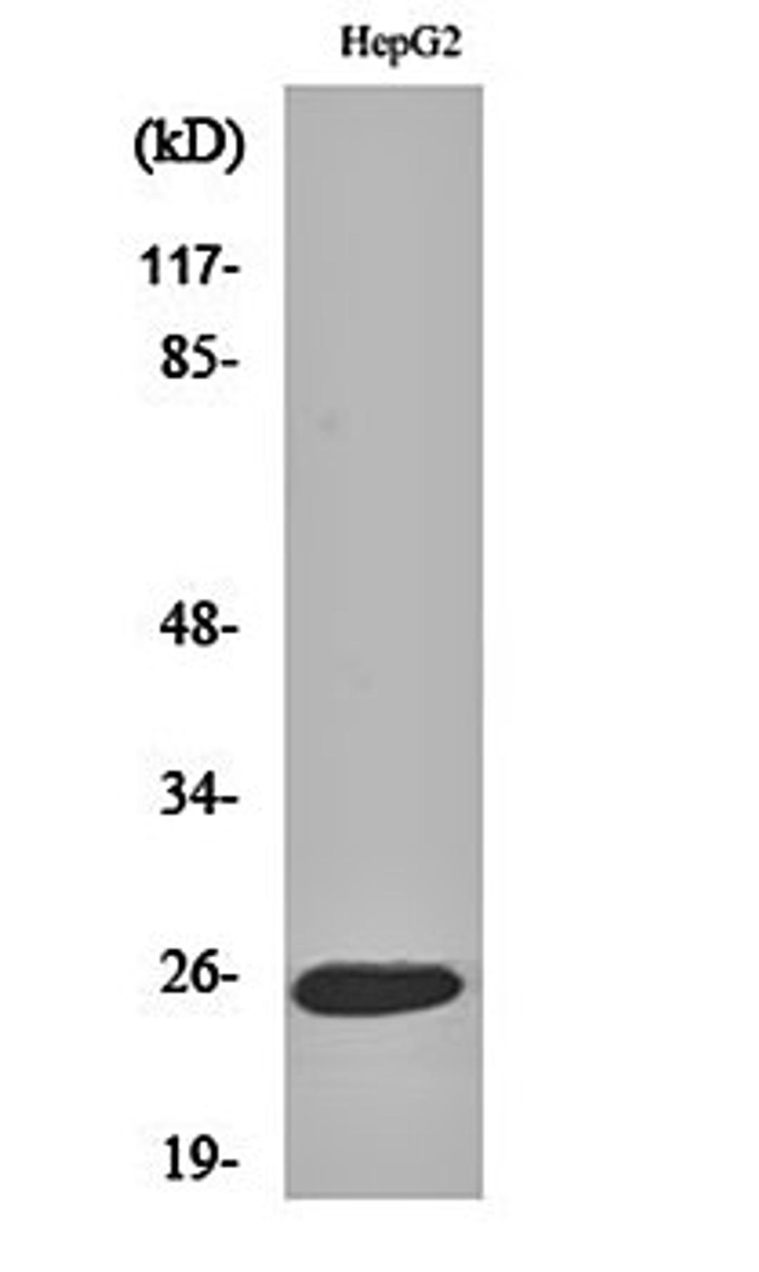 Western blot analysis of HepG2 cell lysates using LT- beta antibody