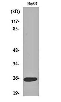 Western blot analysis of HepG2 cell lysates using LT- beta antibody