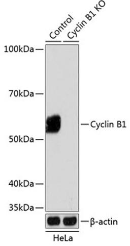 Western blot - Cyclin B1 antibody (A19037)