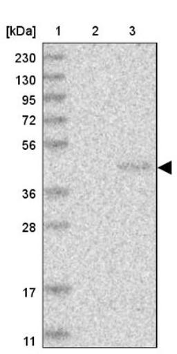 Western Blot: PNRC1 Antibody [NBP1-90837] - Lane 1: Marker [kDa] 230, 130, 95, 72, 56, 36, 28, 17, 11<br/>Lane 2: Human cell line RT-4<br/>Lane 3: Human cell line U-251MG sp