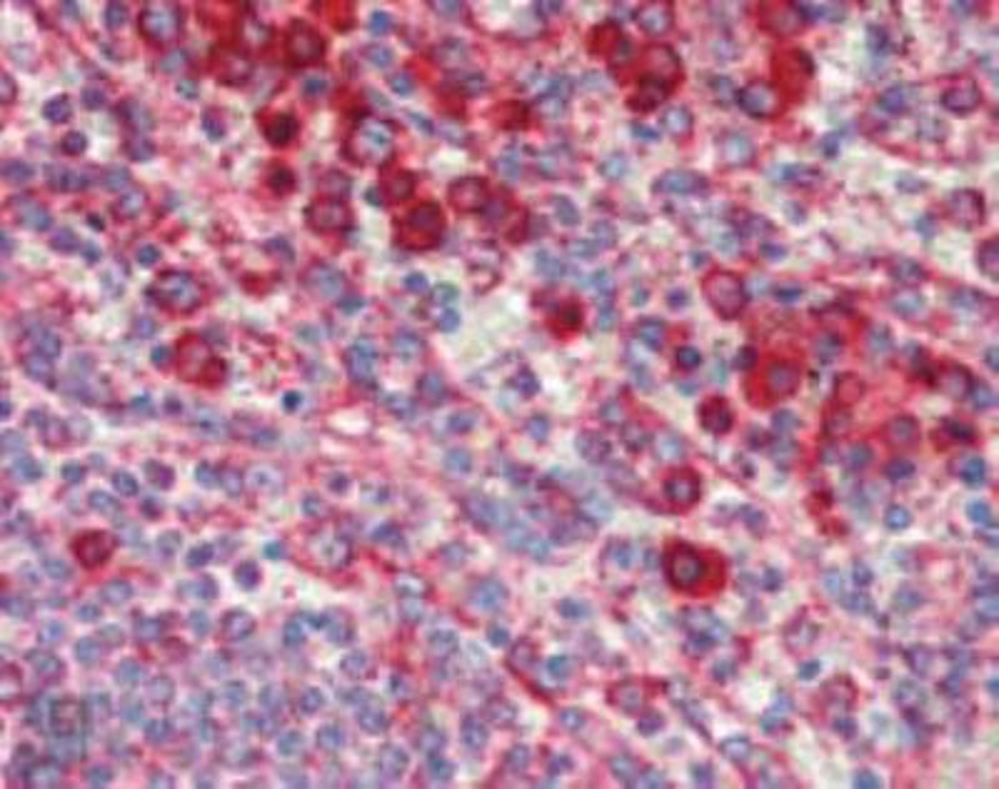 Immunohistochemistry-Paraffin: KDEL Antibody (10C3) [NBP1-97469] - Analysis of human spleen tissue stained with KDEL, mAb (10C3) at 10ug/ml.