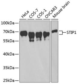 Western blot - STIP1 antibody (A14106)