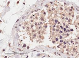 46-375 (4ug/ml) staining of paraffin embedded Human Testis. Microwaved antigen retrieval with Tris/EDTA buffer pH9, HRP-staining.