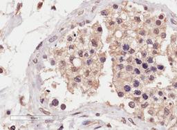 46-375 (4ug/ml) staining of paraffin embedded Human Testis. Microwaved antigen retrieval with Tris/EDTA buffer pH9, HRP-staining.