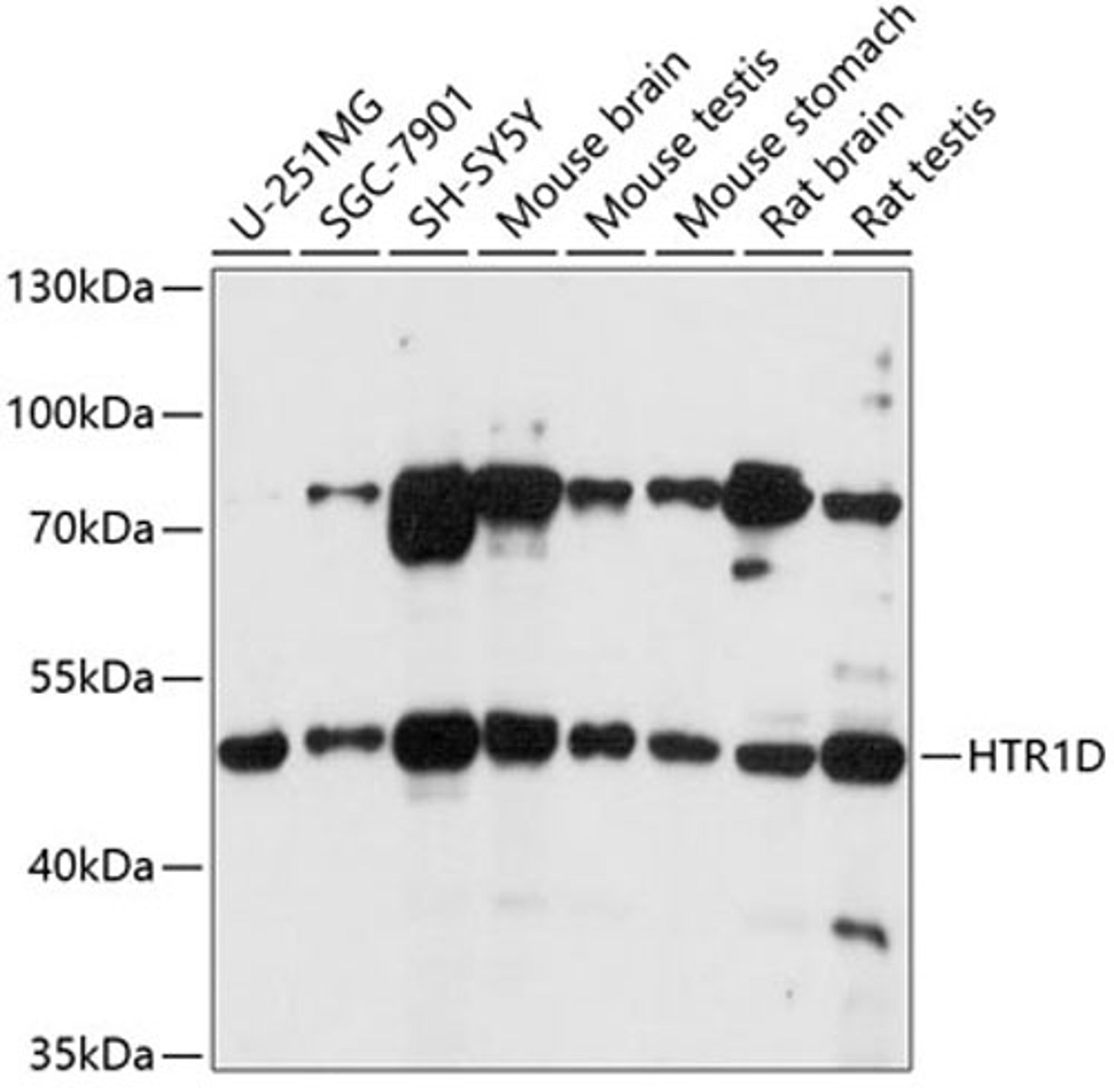 Western blot - HTR1D antibody (A1726)